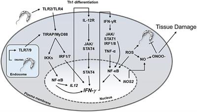 Disease Tolerance and Pathogen Resistance Genes May Underlie Trypanosoma cruzi Persistence and Differential Progression to Chagas Disease Cardiomyopathy